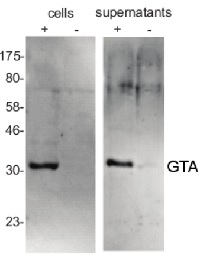 GTA MCP | Gene Transfer Agent (GTA) major capsid protein (MCP) in the group Antibodies Other Species / Bacteria at Agrisera AB (Antibodies for research) (AS08 365)